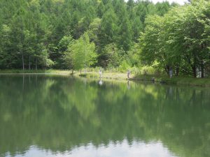 6月のながわフィッシングエリア 木々の緑も濃く虫も多くなり始めライズが多く見られるながわフィッシングエリア